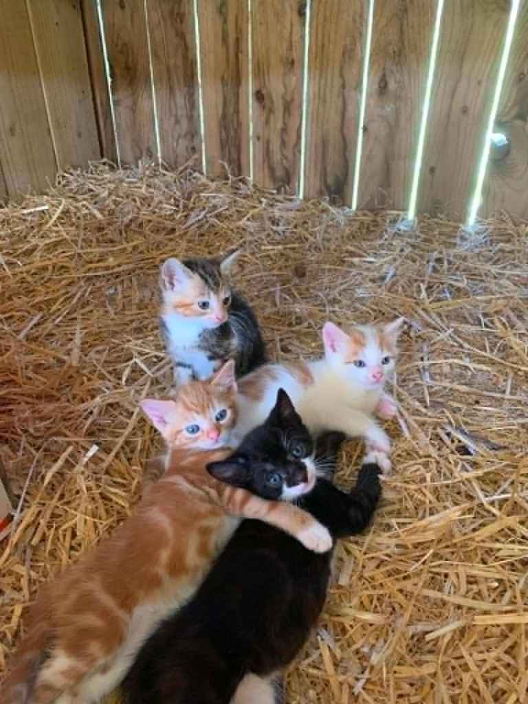 Lovely Kittens