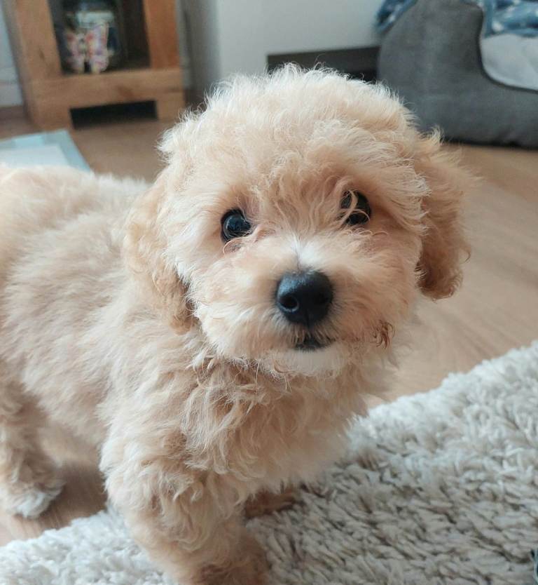 poochon puppy