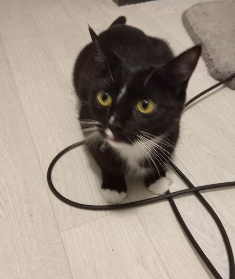 Tuxedo female kitten