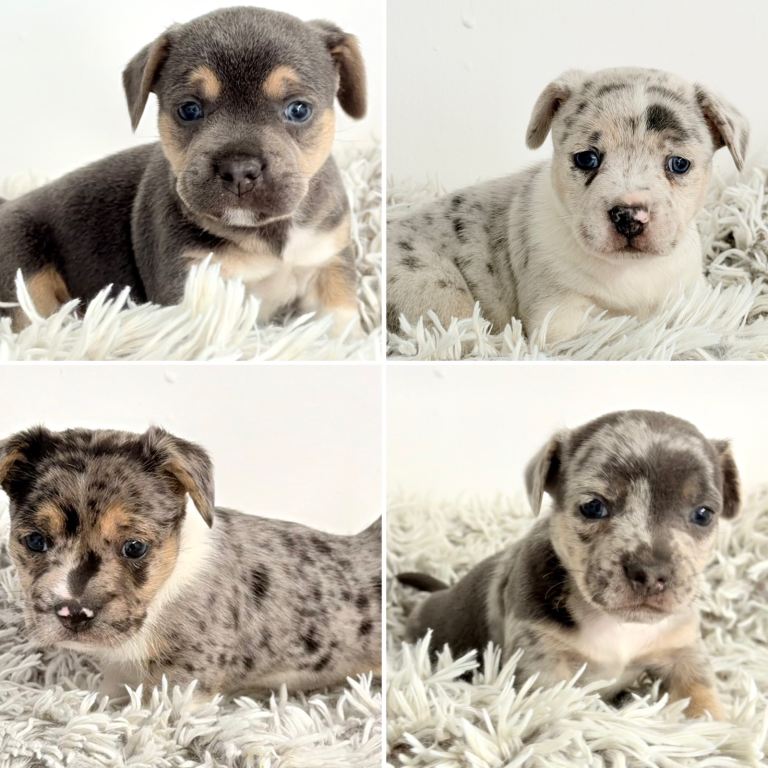 Stunning Jack Russell x puppies! Ready from Friday!!