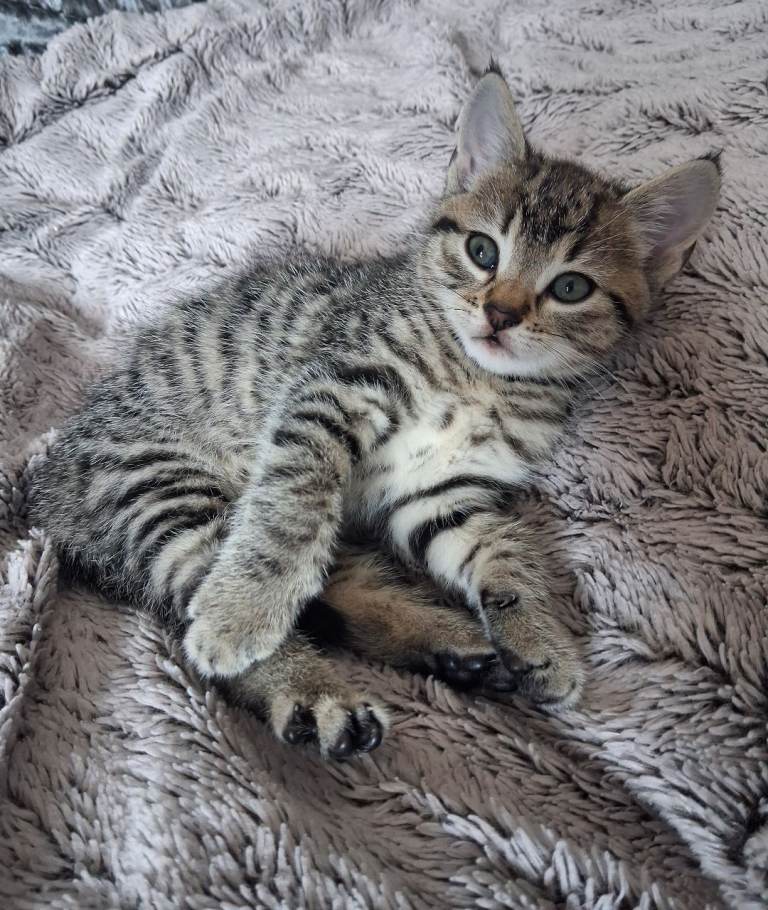 Kittens for sale 