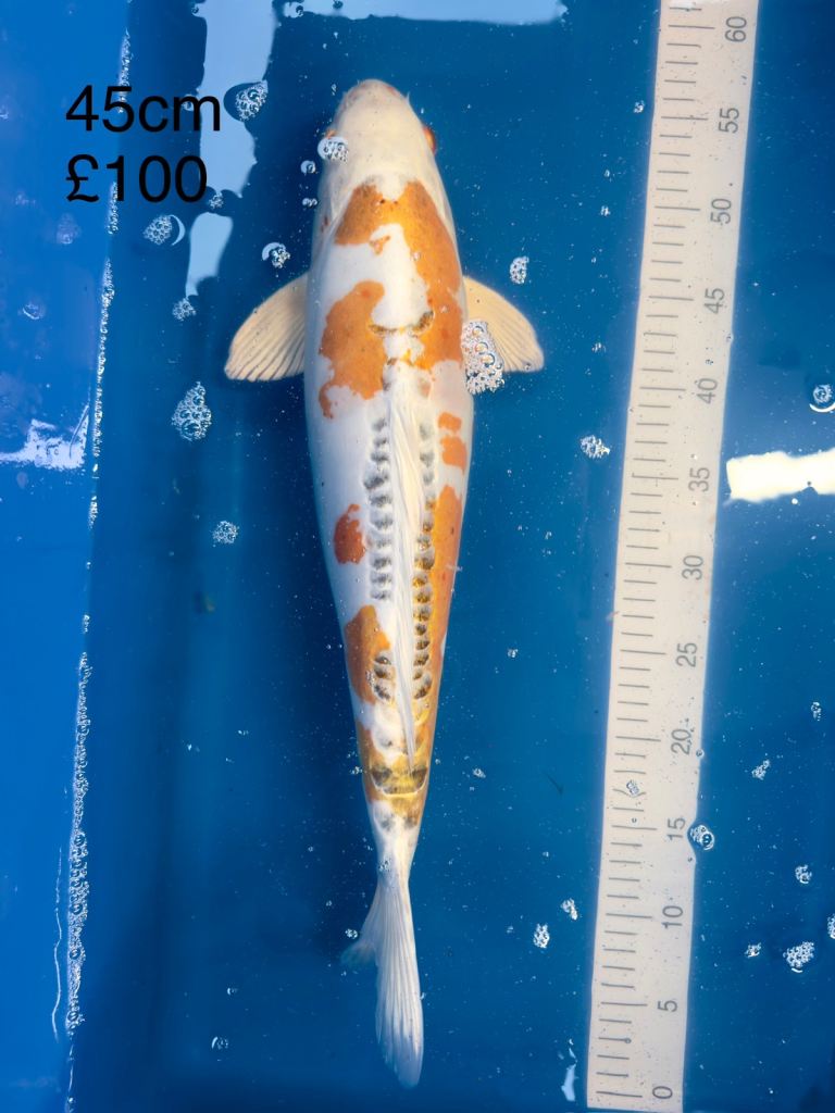 Koi Fish for sale