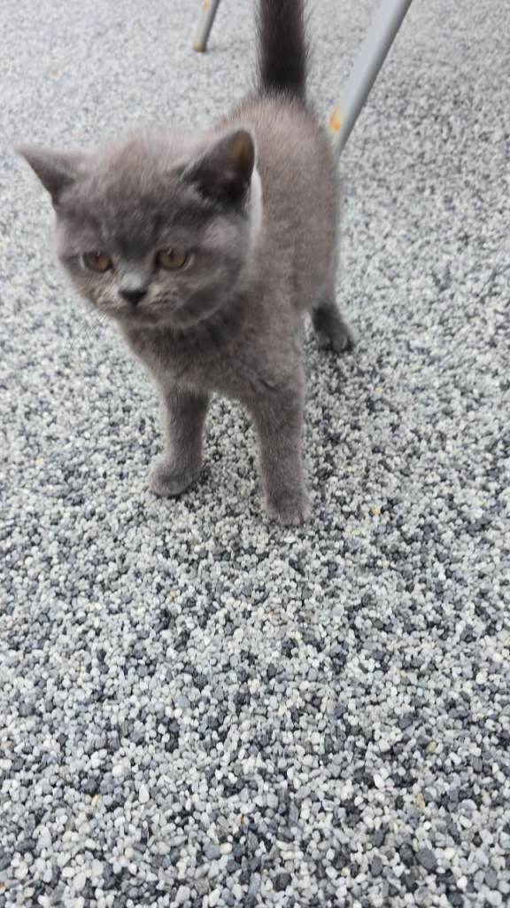 British Shorthair Kitten