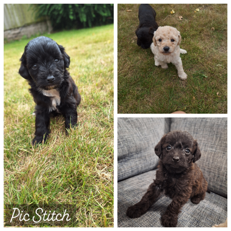 Borderpoo puppies 3 girls 1 boy left x