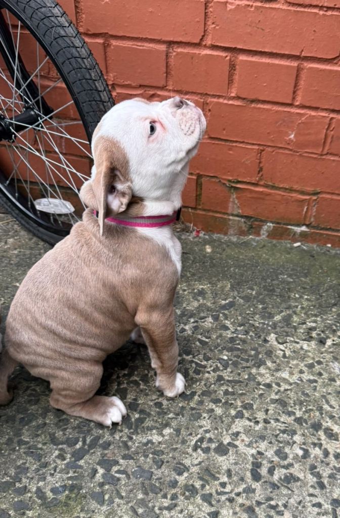 Engam British pocket bulldog very rare litter bread and colours 