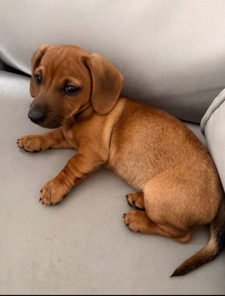 Miniature Dashound girl