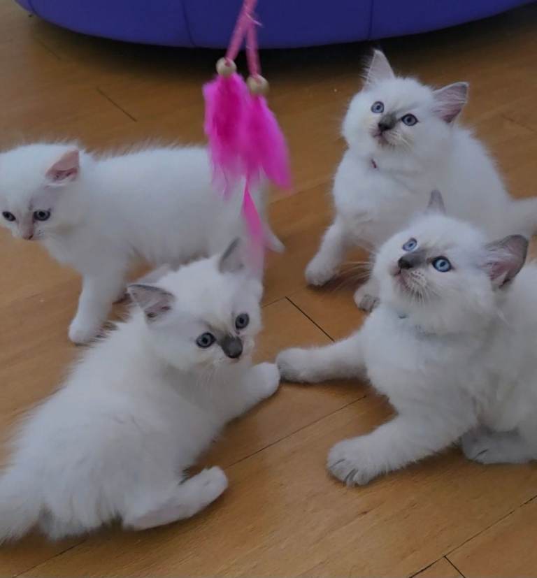 Flame point and blue point ragdoll kittens absolutely stunning 