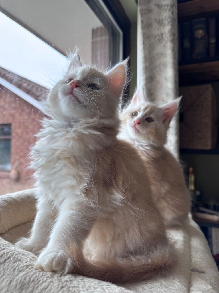 Maine coon kittens