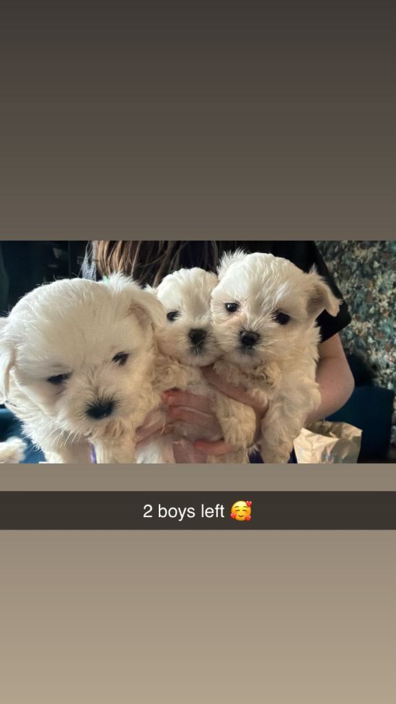 Maltese 