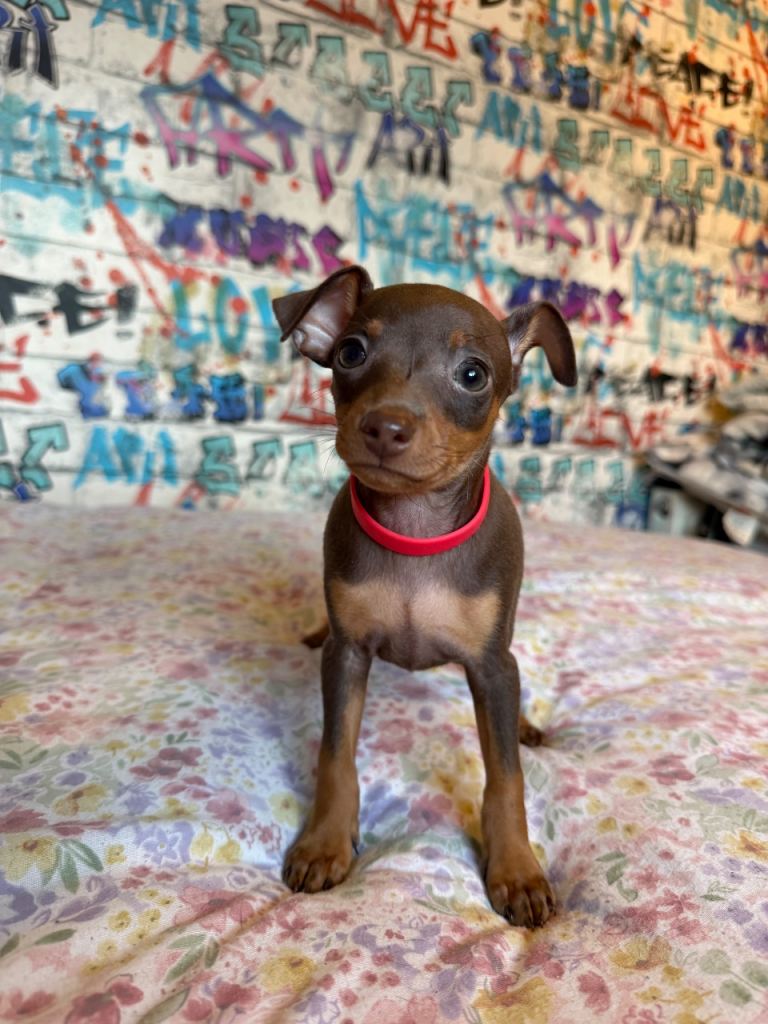 Dobermann miniature pinscher 