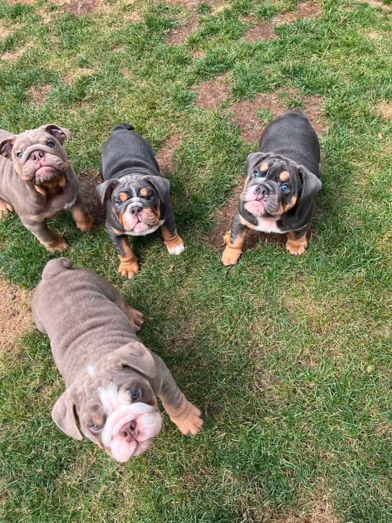 English Bulldog Puppies 