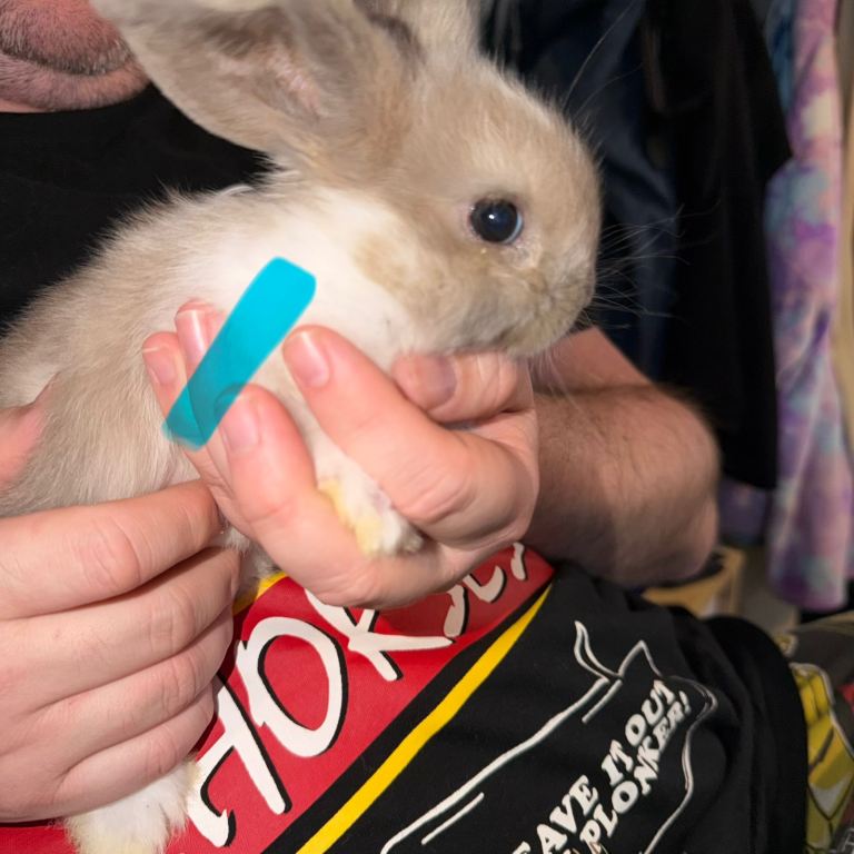 x3 beautiful Minilop babies available 