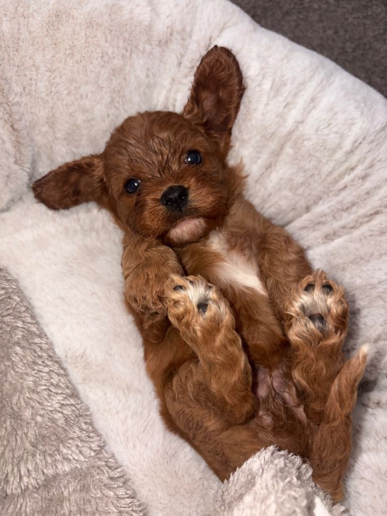 Cavapoo litter ( 3xM 2xF ) 
