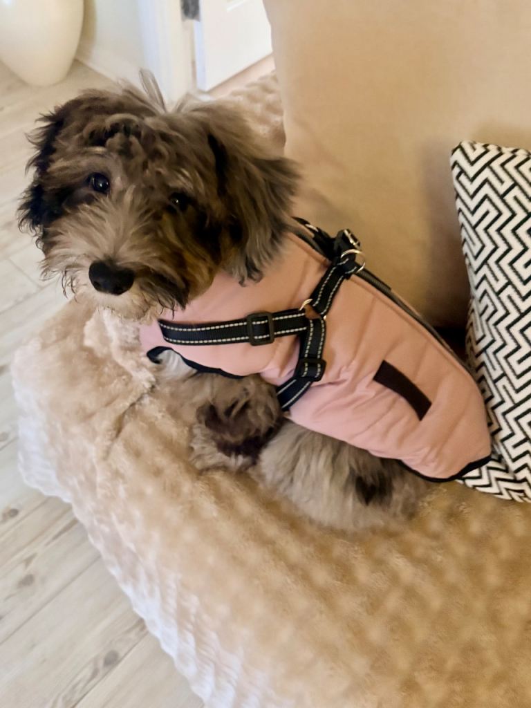 16 week Beardoodle puppy