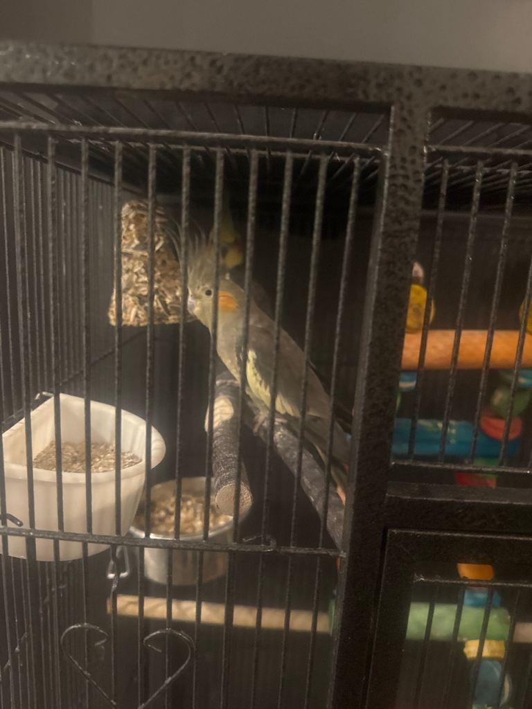 Cockatiel birds need rehoming