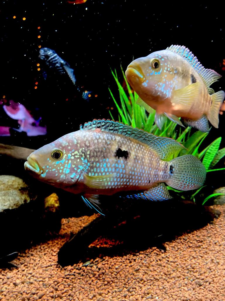 2 Female Jack Dempsey Cichlids 