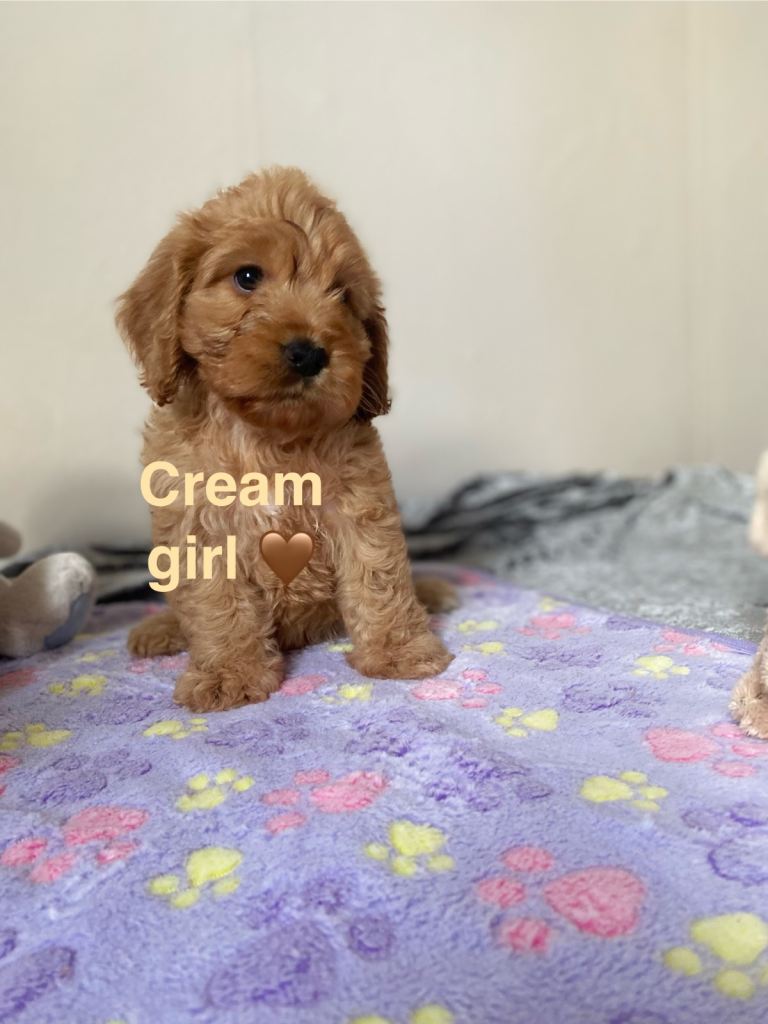 Cockapoo puppies 🐶 