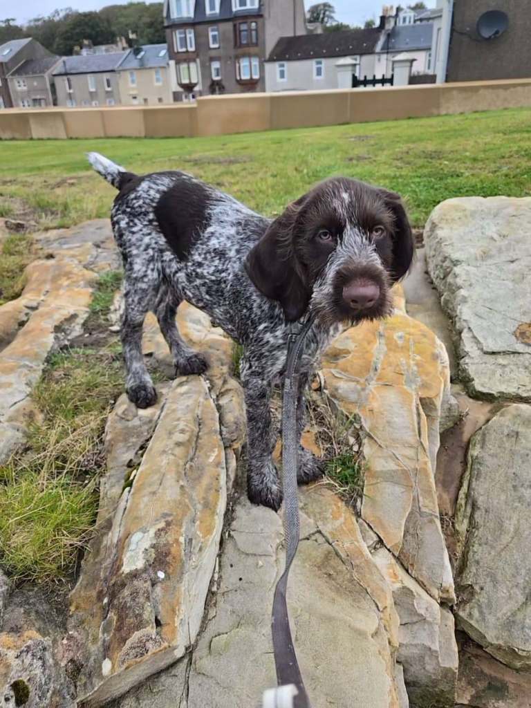 German Wirehaired Pointer 