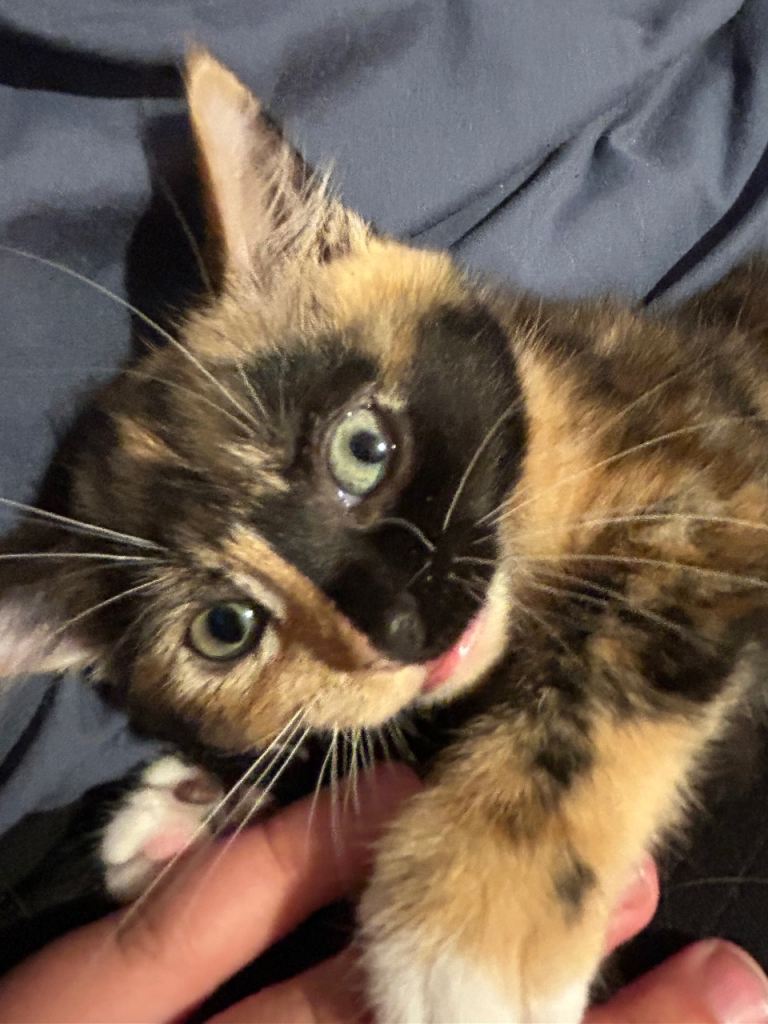 Kitten For Sale