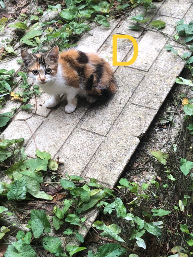 Kittens ready to leave now. All available 