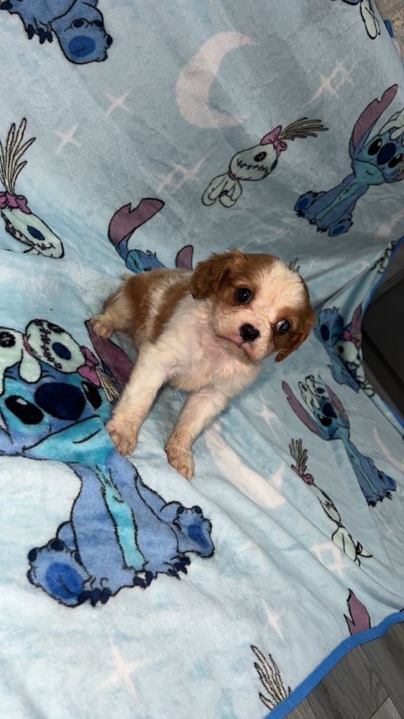 King Charles cavalier puppy