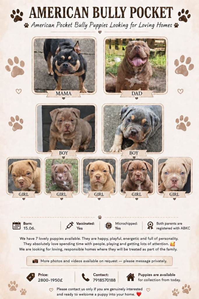 Pocketbully puppies 