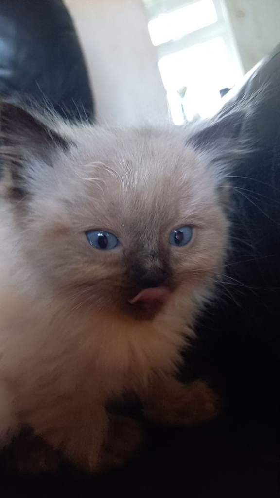Beautiful ragdoll kittens