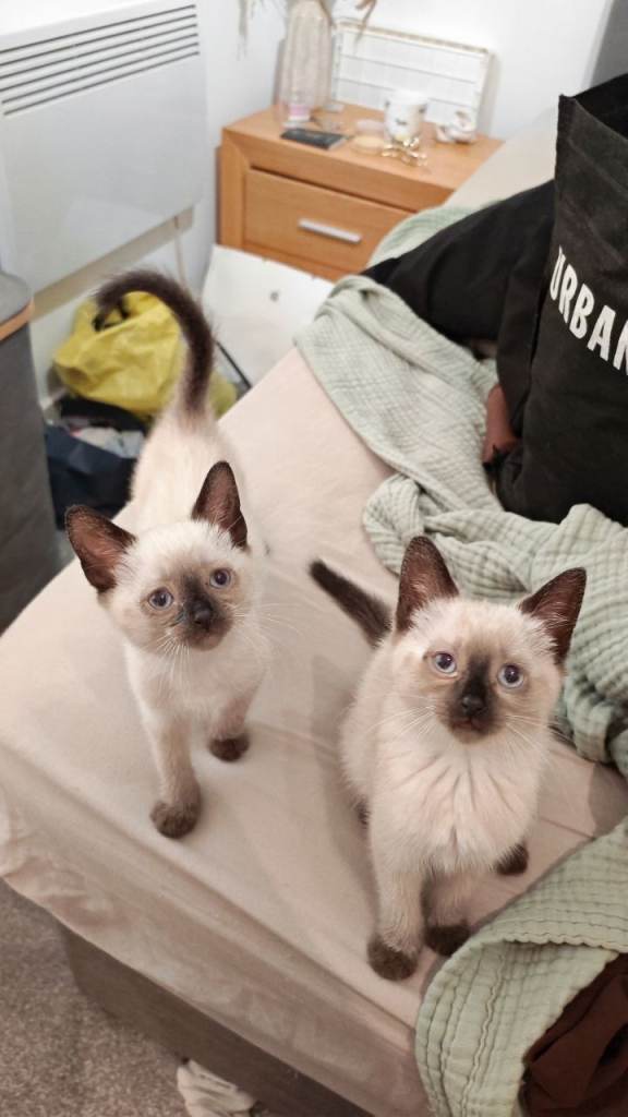 Cute Siamese cross kittens