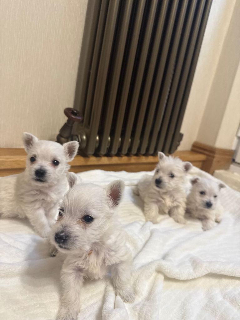 KC West-highland Terriers 
