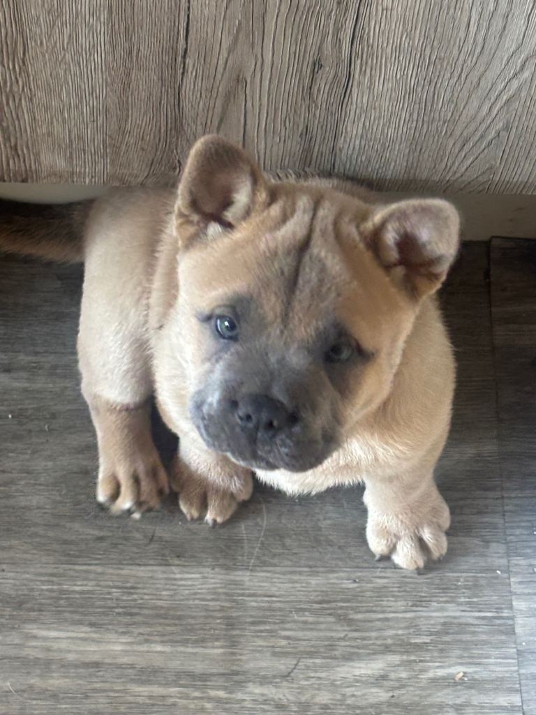 5 beautiful frenchiechow pups 