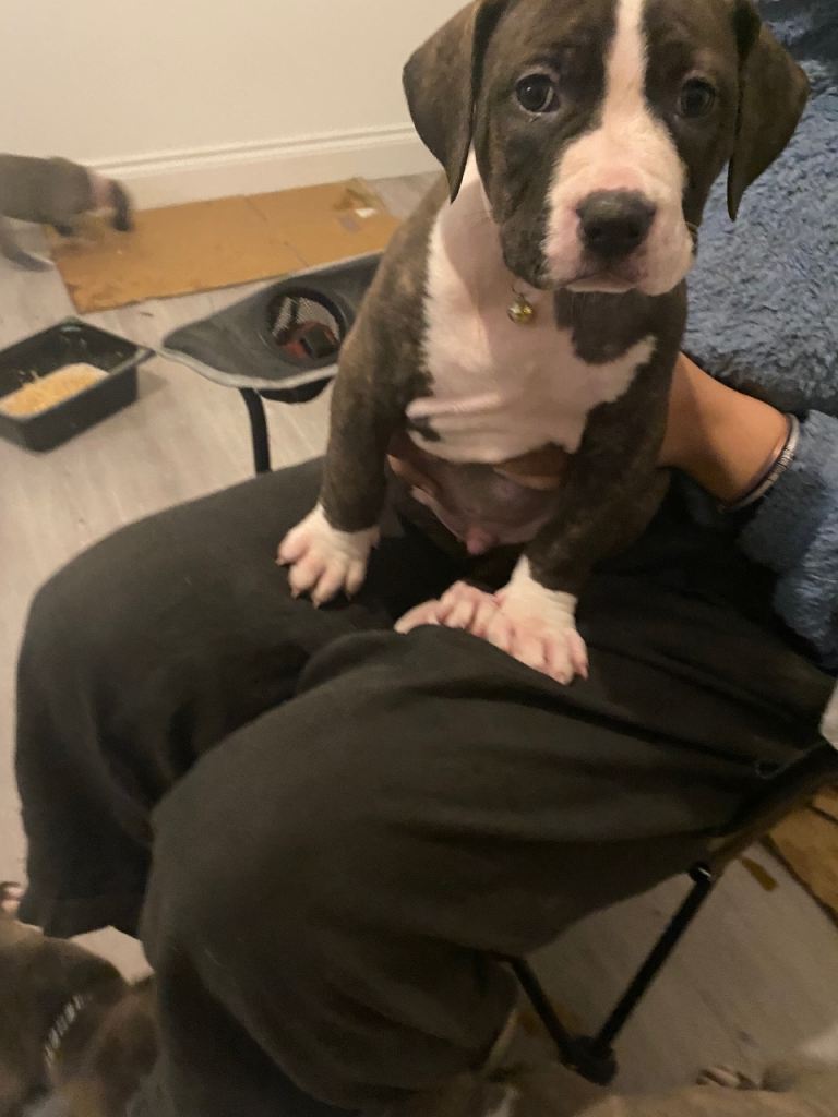 Beautiful Scott American Bulldog x Staffy