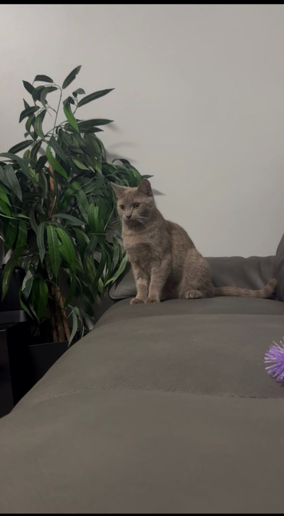 British short hair/tabby kitten