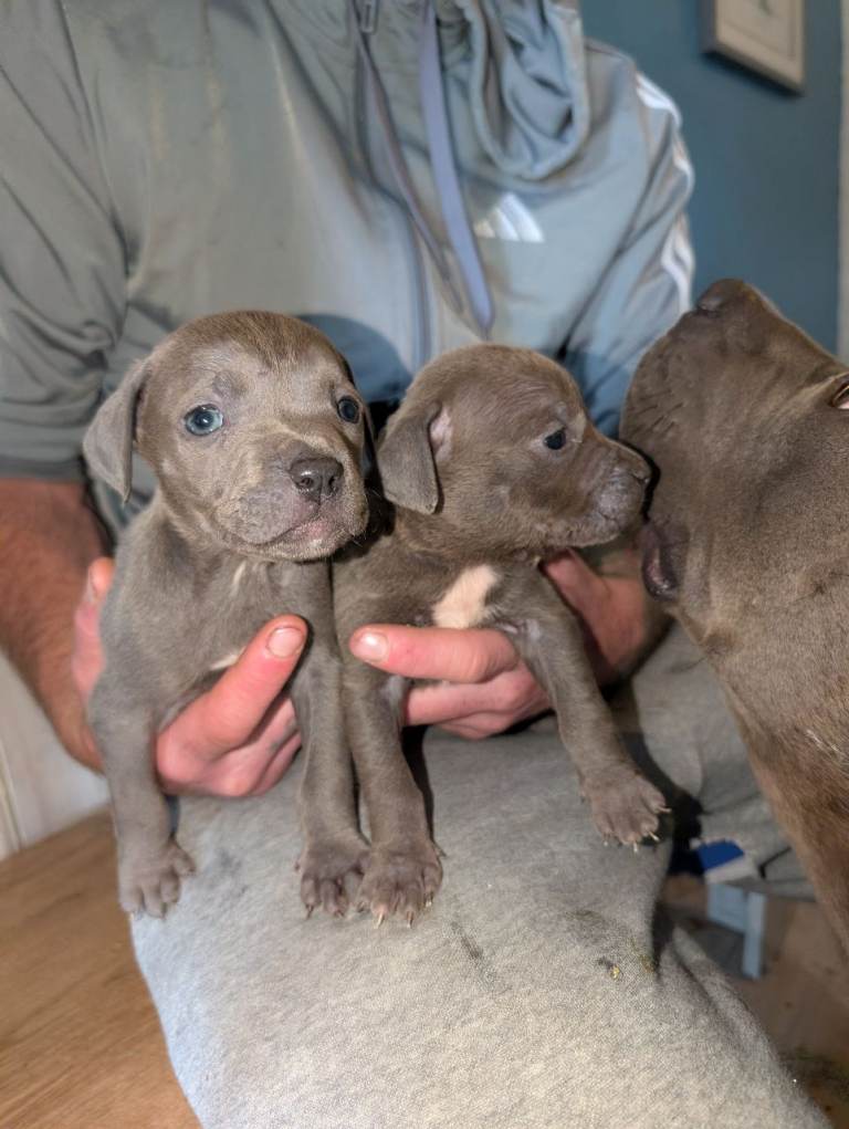 Puppies