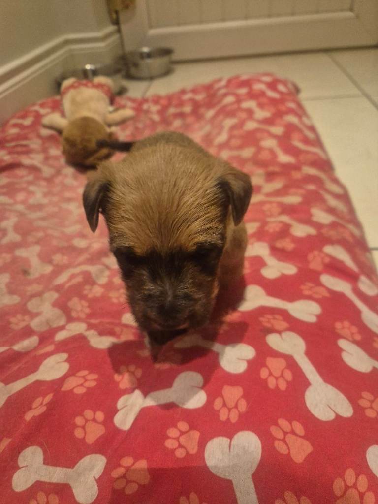 Irish terrier pups