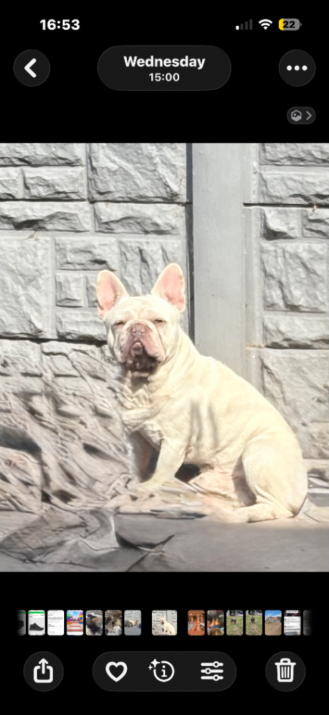 Lilac tan platinum French bulldog