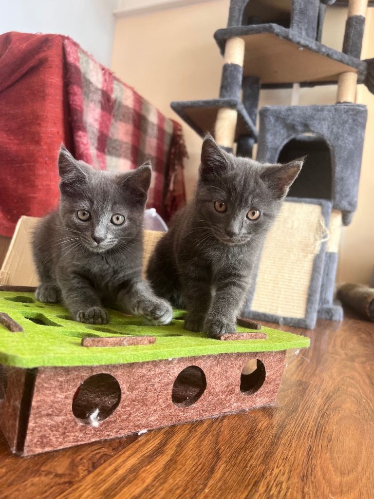 🐾 Beautiful Blue/Grey Kittens Ready for Loving Homes 🐾