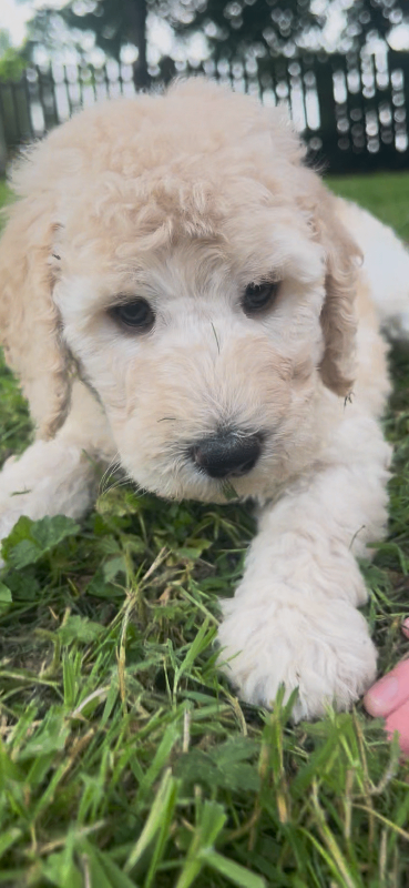 Irish doodle puppies 