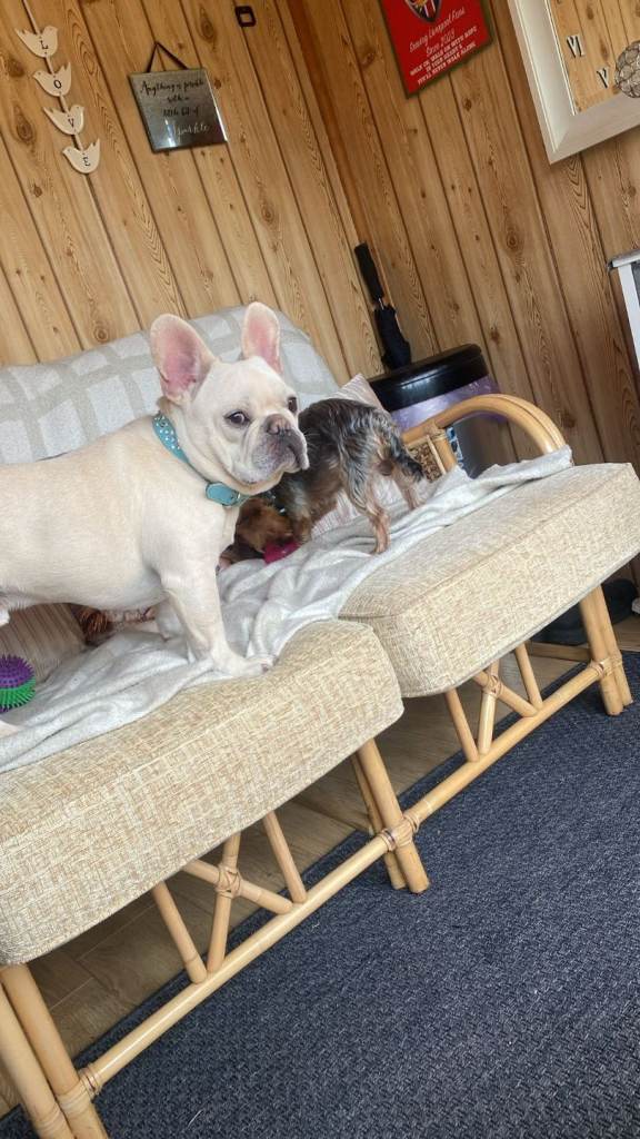French bulldog 