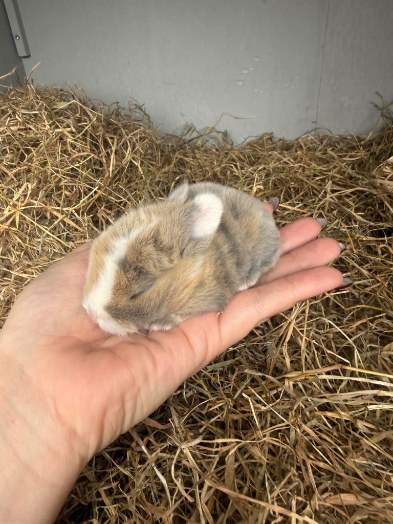 8 baby bunnies for sale mini Rex x mini lop 