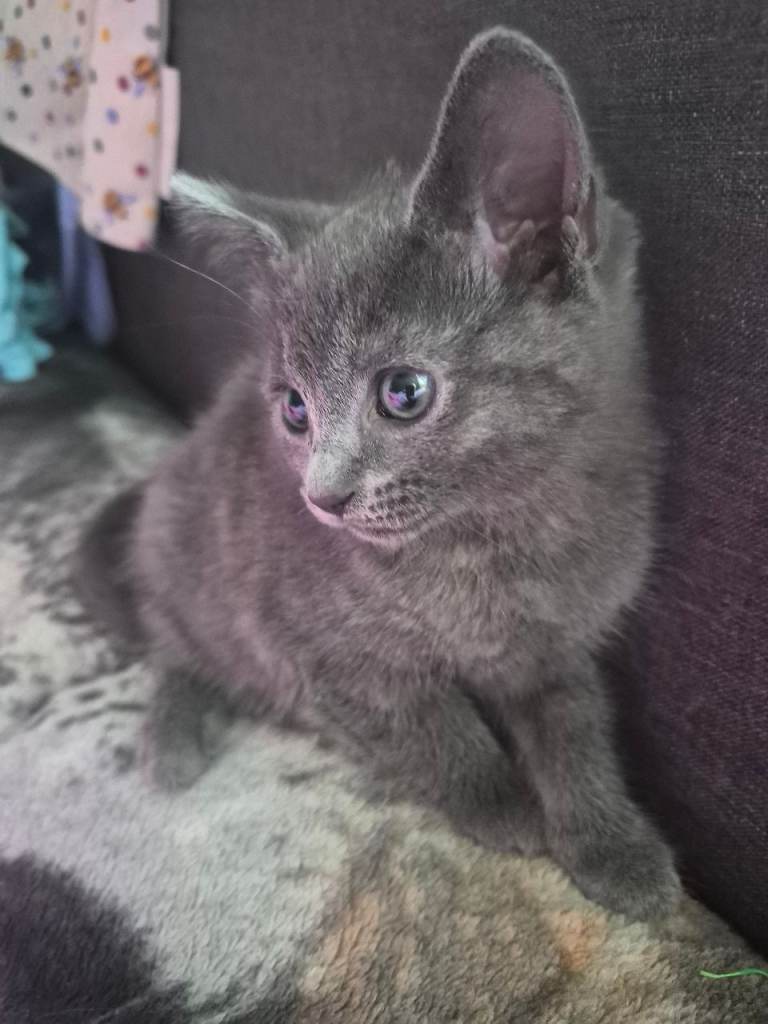 Kittens looking for a forever home 