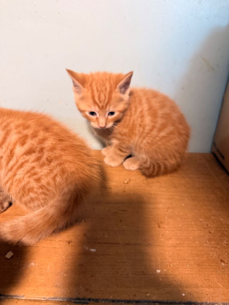 Beautiful kittens ready to leave now