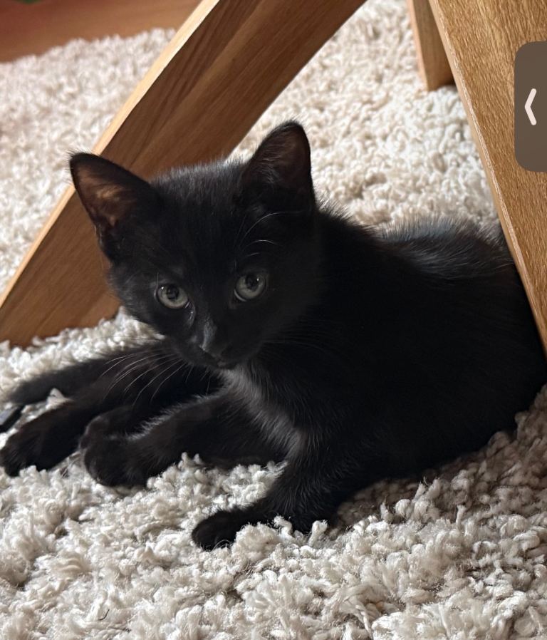 Kitten - 16 weeks old - black 