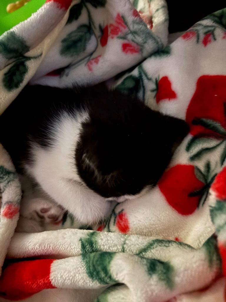 4 black and white and 2 gingers kittens