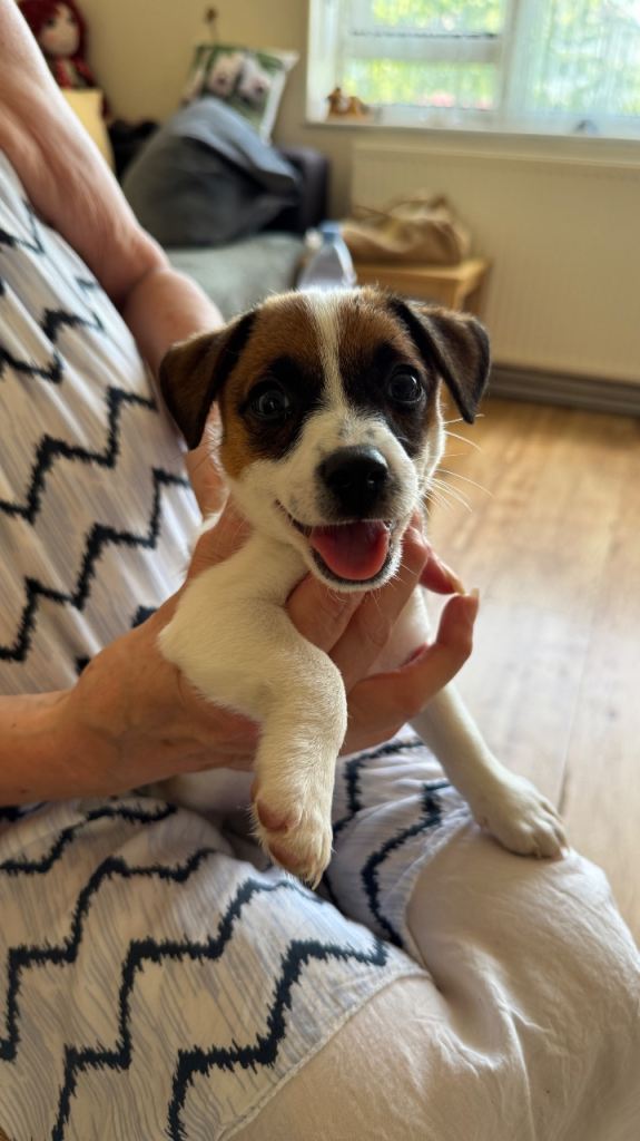Miniature Jack Russell Puppy — Girl, 10 Weeks Old