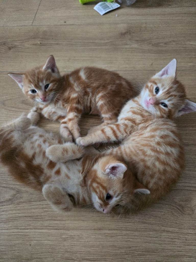 The most beautiful set 😍 1 ginger girl and 2 ginger boys 