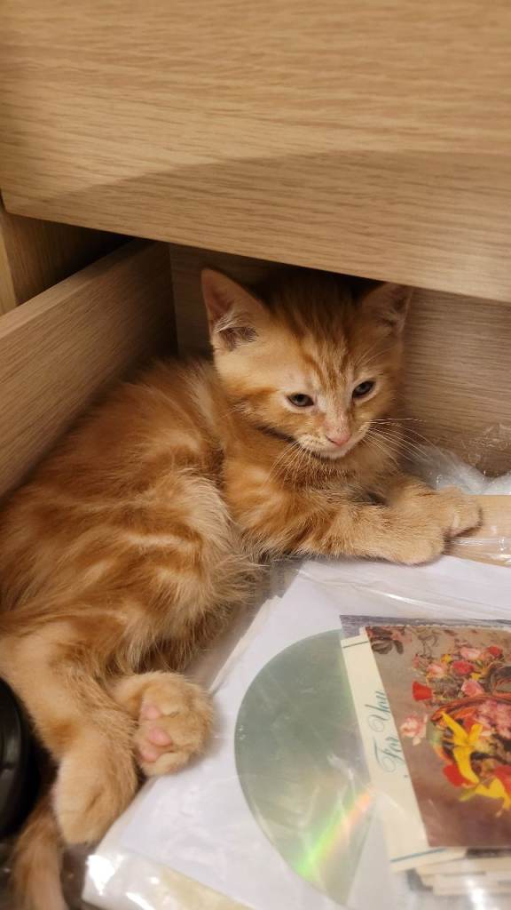 Available Beautiful ginger girl is  looking for their forever families 