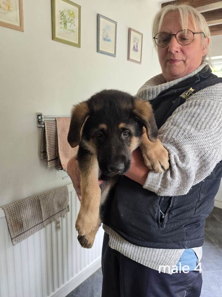 German shepherd puppies for sale