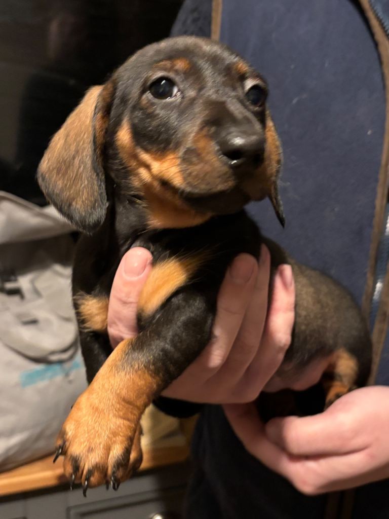 Ready now Dachshund pups (rare colours) 
