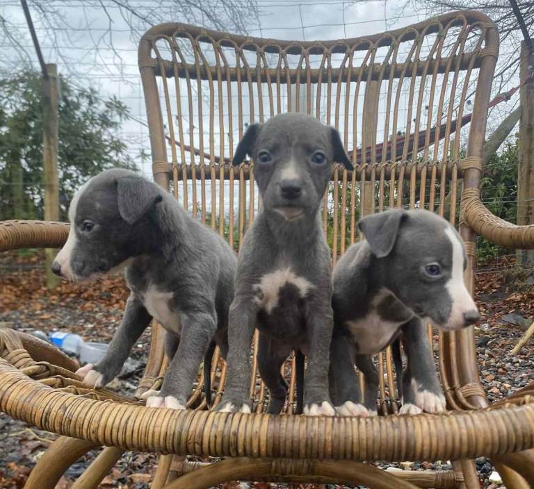Stunning whippet pups