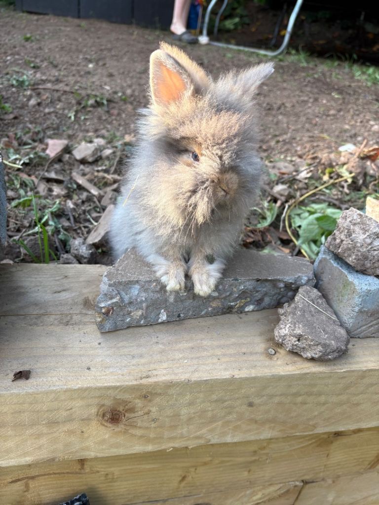 Angora rabbits 